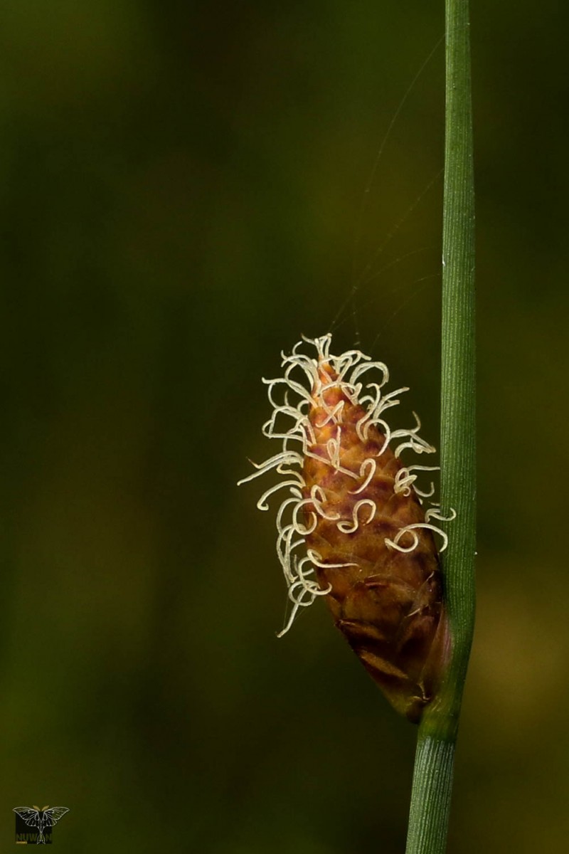 Lepironia articulata (Retz.) Domin
